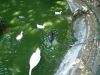 DSCF0115.JPG